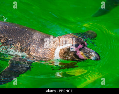 Close up di un pinguino di Humboldt nuotare in acqua fredda Foto Stock