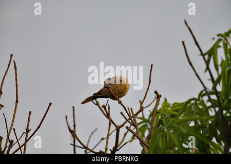 Colomba punteggiata preening Foto Stock