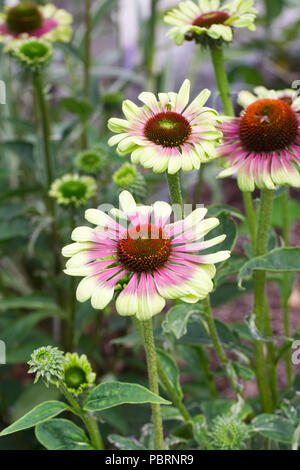 Echinacea purpurea " Verde Twister' Fiori. Foto Stock