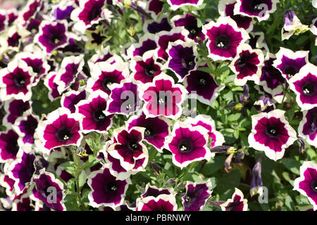 La Petunia Cascadia Rim fiori di magenta. Foto Stock