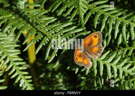 Gatekeeper femmina, Pyronia tithonus o Hedge Brown butterfly crogiolarvi al sole su una felce in Cornovaglia;UK Foto Stock