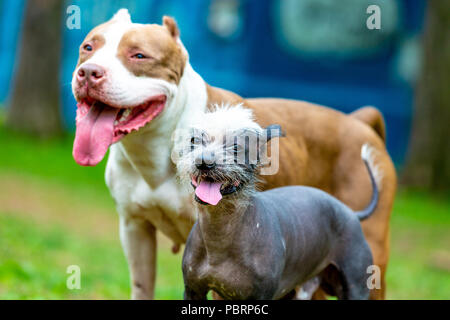 Due cani cutes giocando insieme all'aperto sull'erba verde. Ritratto di uno stile di vita di un toro e crestato cinese Foto Stock