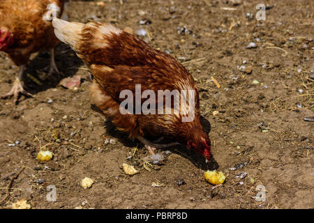 Un ex batteria rehomed free range ISA brown hen godendo di un bollito di patate come trattare Foto Stock