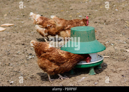 Un ex batteria rehomed free range ISA brown hen beccare il grano da un alimentatore di pollo Foto Stock