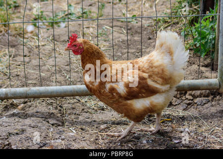 Free range rehomed ISA brown hen accanto al suo recinto enclosure Foto Stock