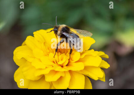 La zingara cuculo bumblebee Bombus bohemicus si prepara a prendere il via da un giallo tagete in città Trowbridge park Foto Stock