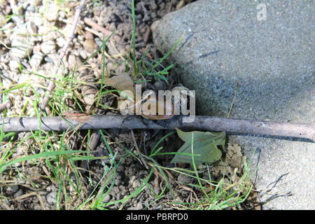 Bug on a stick Foto Stock