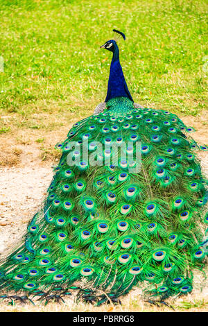 Peacock in un parco a Parigi, Francia Foto Stock