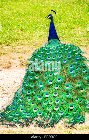 Peacock in un parco a Parigi, Francia Foto Stock