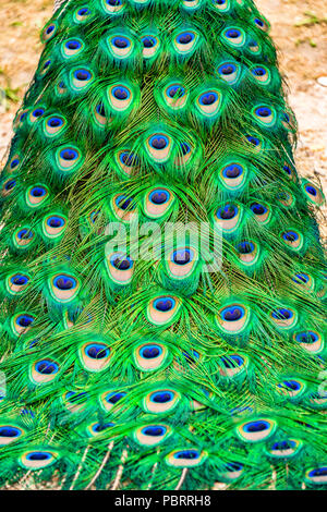 Peacock in un parco a Parigi, Francia Foto Stock