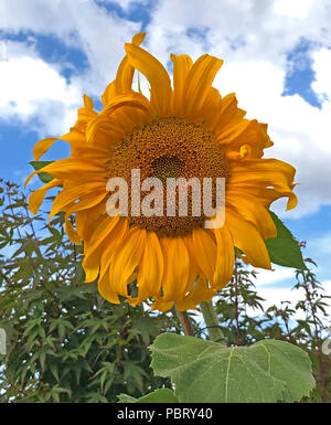 Girasole, Helianthus, arancione - giallo contro un cielo blu con nuvole Foto Stock