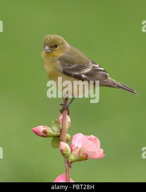 Minor Goldfinch (Spinus psaltria) Contea di Sacramento California USA Foto Stock