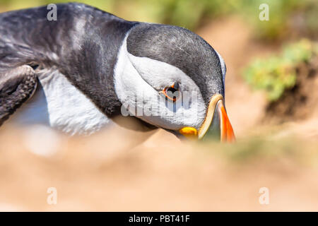 Atlantic puffini, Fratercula arctica, entrando si tratta di prendere in prestito su Skomer island, Regno Unito.carino e colorato bird.sorprendente british wildlife.Natura Uk.wor naturale Foto Stock