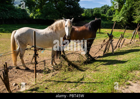 I cavalli in un recinto accanto a un sentiero sulla periferia di Olot in Catalunya, Spagna Foto Stock