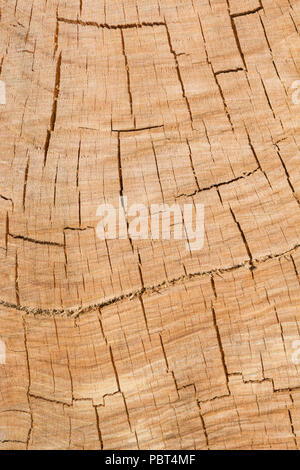 Spaccature, crepe e fessure in un'estremità segata di un albero. Anelli di tronco di albero, tronco di albero diviso. Foto Stock