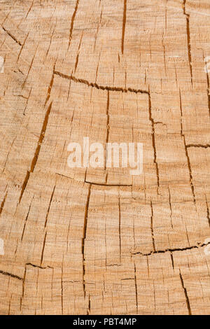 Spaccature, crepe e fessure in un'estremità segata di un albero. Anelli di tronco di albero, tronco di albero diviso. Foto Stock