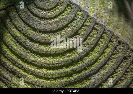 Effetto ombra del sole sugli anelli in un palo di recinzione. Possibili cerchi concentrici metaforici, cerchio interno, trama radiale. Foto Stock