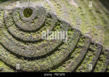 Effetto ombra del sole sugli anelli in un palo di recinzione. Possibili cerchi concentrici metaforici, cerchio interno, trama radiale. Foto Stock