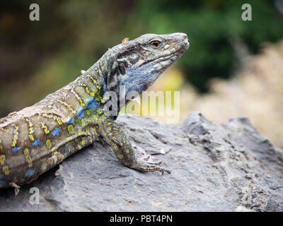 Tenerife Lucertola o Western canarini Lizard (Gallotia galloti), Tenerife, Isole Canarie, Spagna Foto Stock