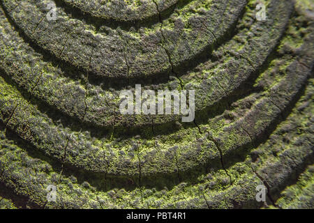 Effetto ombra del sole sugli anelli in un palo di recinzione. Possibili cerchi concentrici metaforici, cerchio interno, trama radiale. Foto Stock