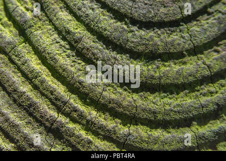 Effetto ombra del sole sugli anelli in un palo di recinzione. Possibili cerchi concentrici metaforici, cerchio interno, trama radiale. Foto Stock