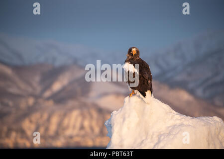 Asia, Giappone, Hokkaido, Rausu, la penisola di Shiretoko. Steller's sea eagle appollaiato su ghiaccio, wild Haliaeetus pelagicus. Foto Stock