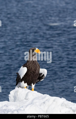 Asia, Giappone, Hokkaido, Rausu, la penisola di Shiretoko. Steller's sea eagle appollaiato su ghiaccio, wild Haliaeetus pelagicus. Foto Stock