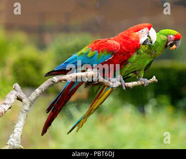 Scarlet Macaw (Ara macao) e macaw militare ( Ara militaris ) all avifauna Zoo di uccelli, Alphen a/d Rijn, Paesi Bassi Foto Stock