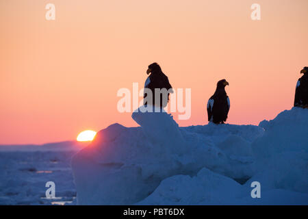 Asia, Giappone, Hokkaido, Rausu, la penisola di Shiretoko. Steller di aquile di mare a sunrise. Wild Haliaeetus pelagicus. Foto Stock