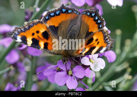 Piccola Tartaruga alimentazione a farfalla su fiori Erysimum Foto Stock