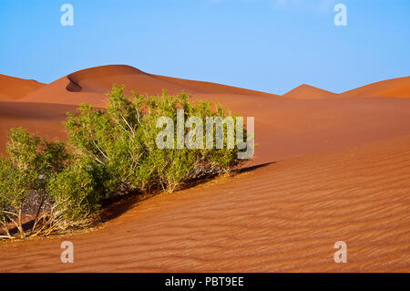 Paesaggio di dune di sabbia nel deserto del Rub' al Khali nella penisola arabica Foto Stock