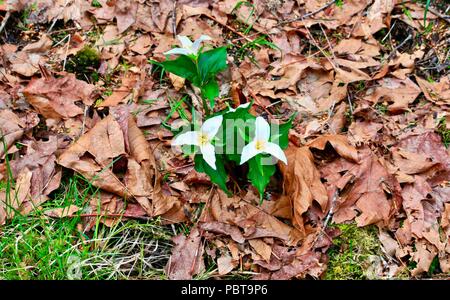 Trillum fiori con foglie in impostazione della foresta Foto Stock