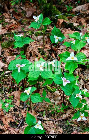 Più Trillum flower cluster con foglie in impostazione della foresta Foto Stock