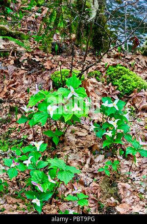 Trillium fiore con felci e foglie secche in impostazione della foresta Foto Stock