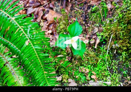 Trillium fiore con felci e foglie secche in impostazione della foresta Foto Stock