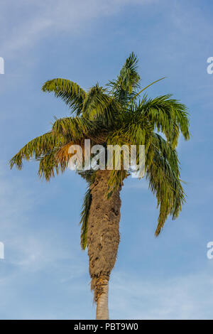 Palm in Bridgetown, Barbados. Foto Stock