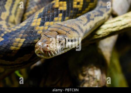 Chiuda il serpente Foto Stock