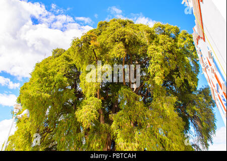 La struttura ad albero del Tule (El Arbol de Tule), Montezuma cipresso o ahuehuete in Nahuatl. Patrimonio Mondiale UNESCO Foto Stock