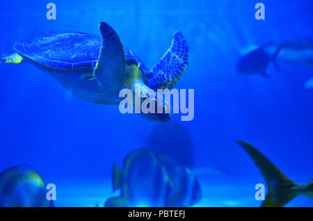 Grande tartaruga di mare immersioni in acqua blu su fondo di sabbia e pesce Foto Stock