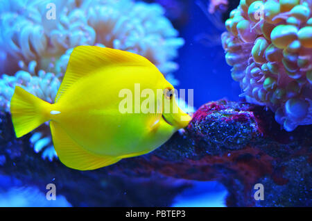 Di colore giallo brillante di pesci di medie dimensioni vicino a galleggiante la pietra e del corallo, fotografia di close up Foto Stock