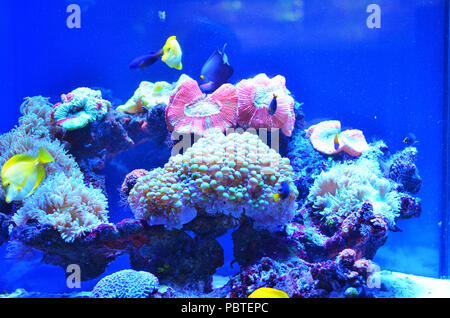 Vivono coralli rosa in un acquario su una pietra ricoperta di muschio, accanto al pesce flottante Foto Stock