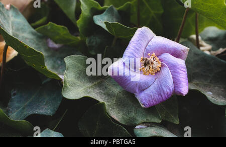 Viola fiore geometrico contro il verde delle foglie in una pianta pentagonale che mostra la geometria in natura Foto Stock