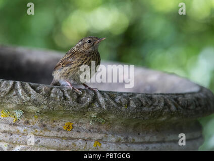 I capretti Dunnock [ Prunella modularis ] sul calcestruzzo Bagno uccelli Foto Stock