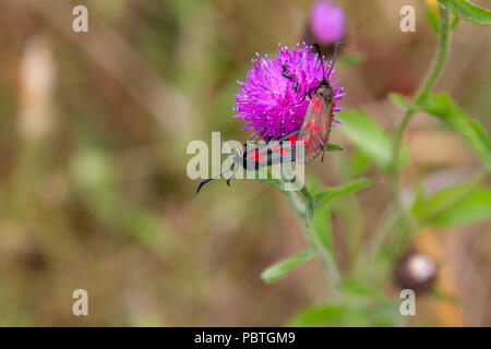 Cinque spot burnett falena sul fiore fiordaliso Foto Stock