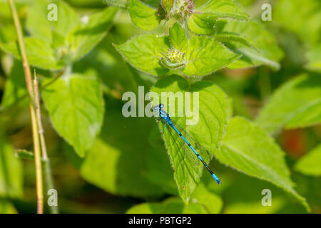 Azure damselfly sulla lamina Foto Stock