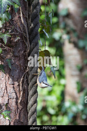 Picchio muratore [ Sitta europaea ] sulla corda appesa sul tronco di albero Foto Stock