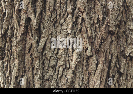 Closeup texture della corteccia su un vecchio albero in una foresta Foto Stock