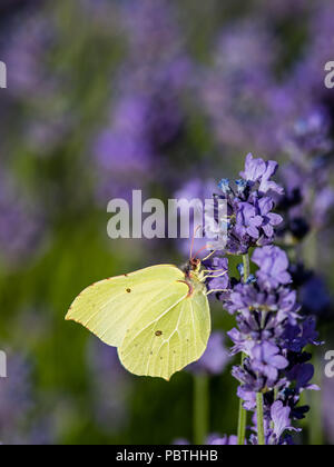 Splendidi colori in giardino quando il brimstone butterfly (Gonepteryx rhamni) succhiare il nettare dalla LAVANDA (Lavandula angustifolia), Uppland, svedese Foto Stock