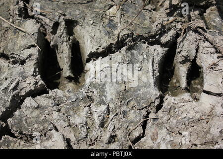 Gravemente, essiccato incrinato, increspato fango e mudcracks e cervi hoofprints trovati nella Cook County Forest Preserve in Chicago, Illinois. Foto Stock