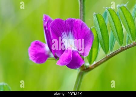 Comune di veccia (Vicia sativa), in prossimità di un paio di fiori con foglie. Foto Stock